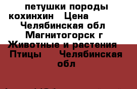 петушки породы кохинхин › Цена ­ 1 500 - Челябинская обл., Магнитогорск г. Животные и растения » Птицы   . Челябинская обл.